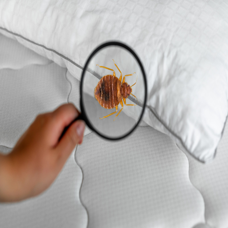 Bed Bugs Control